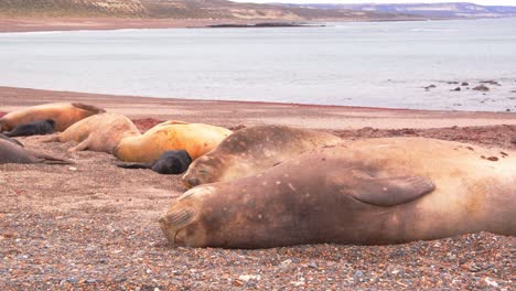 Toma-Panorámica-A-Nivel-Del-Suelo-De-Hembras-Y-Cachorros-De-Elefante-Marino-Tumbados-En-La-Playa-De-Arena-Junto-Al-Mar