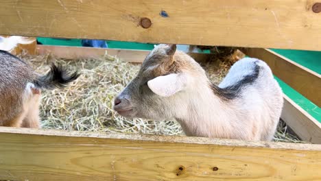 goats in a pen, interacting and exploring surroundings