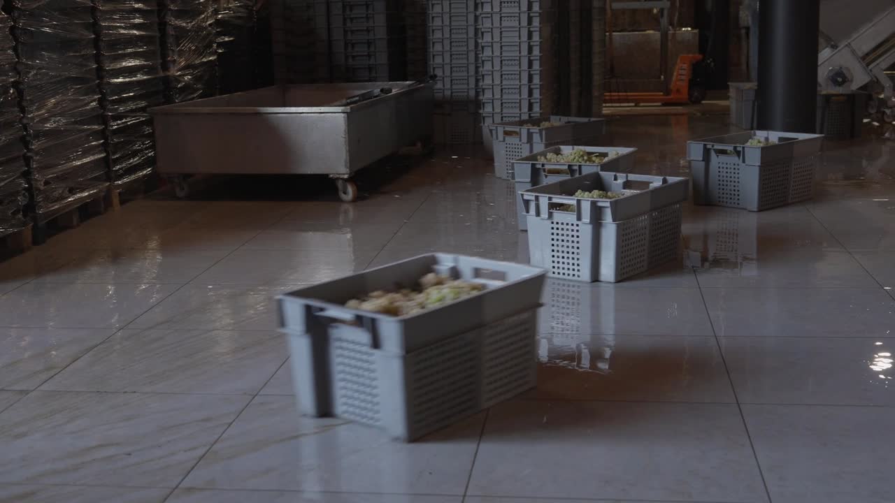 Plastic crates filled with harvested grapes placed on floor inside winery processing facility