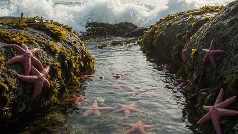 a serene coastal scene showcasing vibrant starfish amidst tidal pools and lush seaweed, captured with gentle waves in the background, evoking nature's beauty