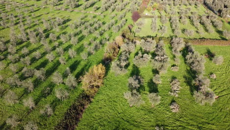 trituradora de té santa producción de aceite de alimentos