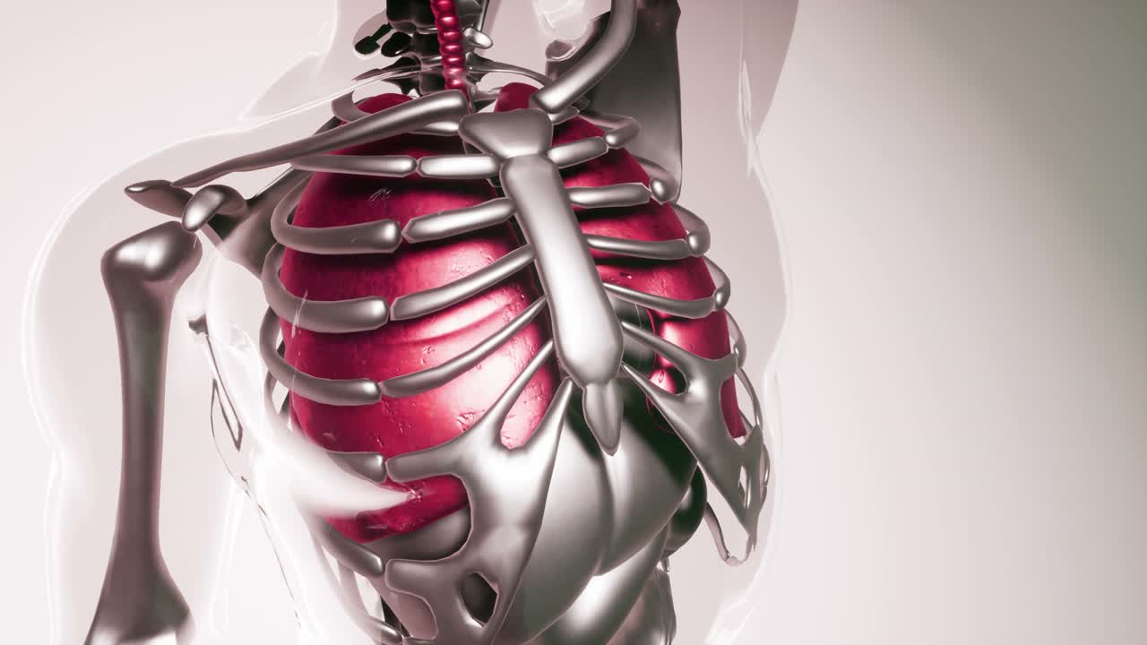 모든 장기와  ⁇ 를 포함한 인간 폐 모델