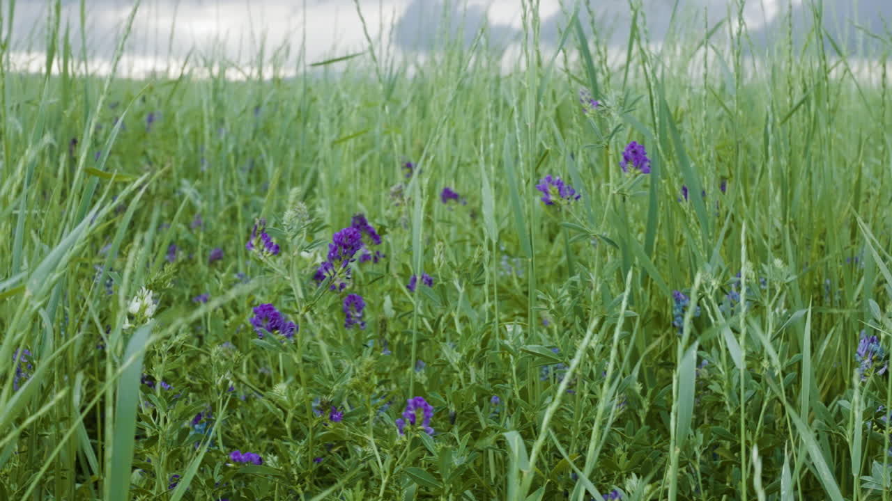 Purple Flowers And Tall Grass Swaying In Gentle Breeze In Spring Time