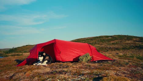 alaskan malamute dog resting near the tent during hiking in indre fosen, norway - wide shot