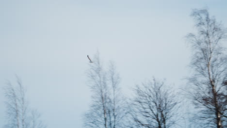 white seagull flying away on the cloudy sky with barren trees in the background