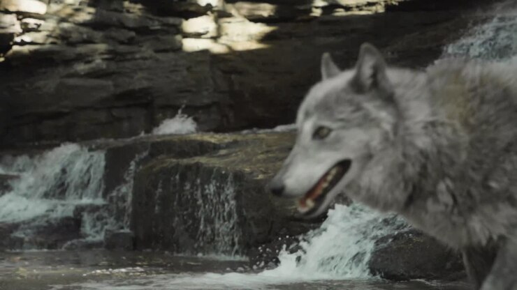 A gray wolf moves low and focused along the edge of a stream, mouth open and body tense, evoking raw instinct and stealth in a natural setting.