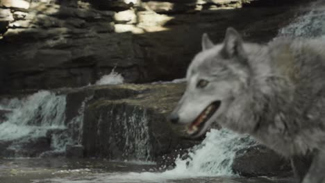 a gray wolf moves low and focused along the edge of a stream, mouth open and body tense, evoking raw instinct and stealth in a natural setting.