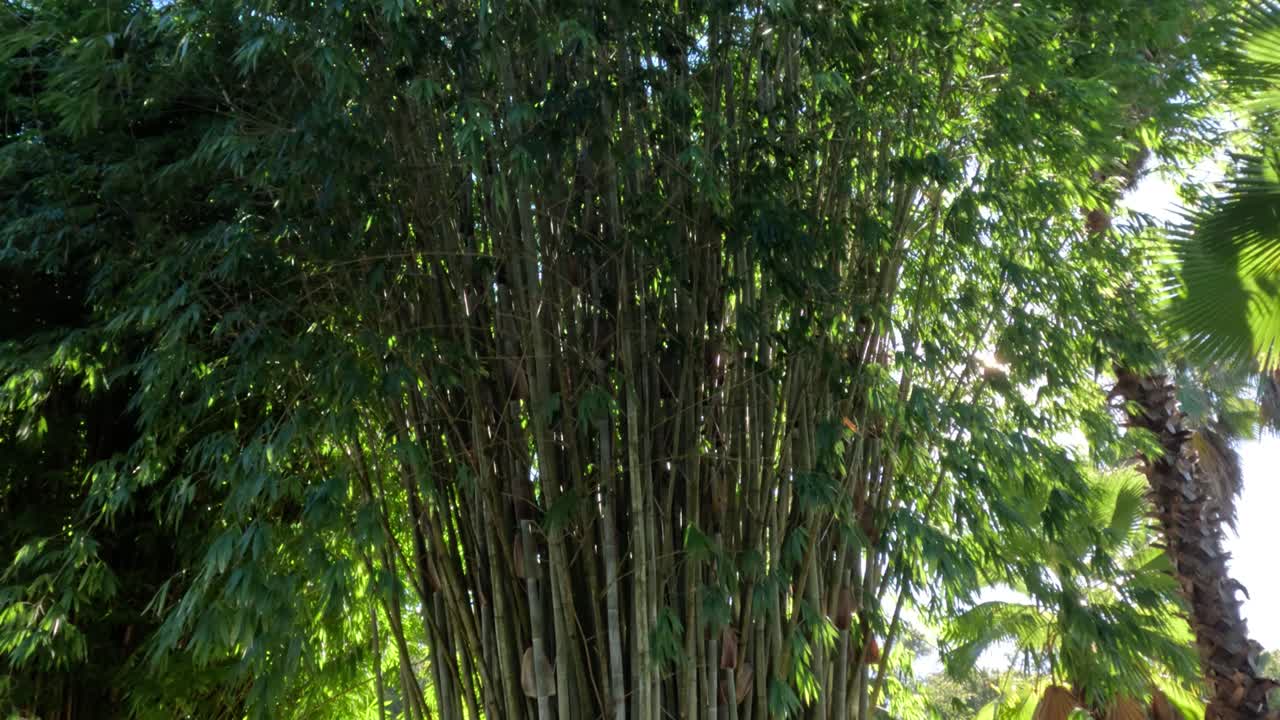 árboles de bambú en un entorno exuberante y soleado