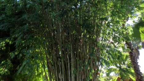 árboles de bambú en un entorno exuberante y soleado