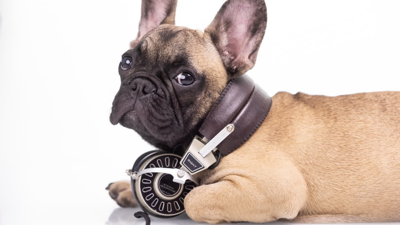 색 배경에 헤드폰을 가진 귀여운 반려동물 프랑스 불도그 강아지