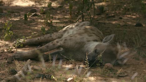 spotted hyena sleeping on ground in national park, south africa