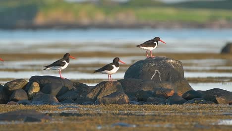 oystercatcher (haematopus ostralegus) landing on rocks