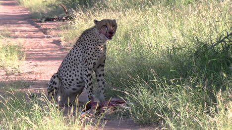 un guepardo solitario que observa su entorno antes de continuar comiendo