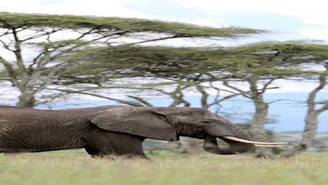 African-Elephant-in-Tanzania-in-Africa,-Vertical-Animal-Video-for-Social-Media,-Instagram-Reels-and-Tiktok-of-Elephants-in-Ngorongoro-Conservation-Area-at-Ndutu-National-Park-on-Wildlife-Safari