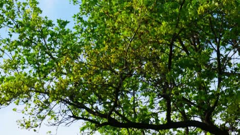 slow pan down a leafy green oak tree on a sunny day