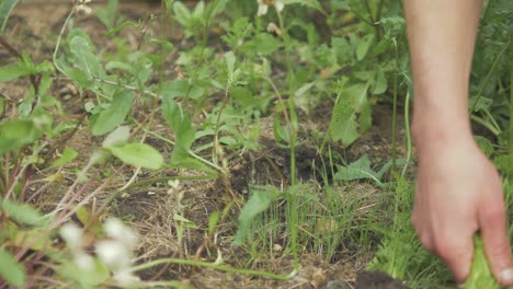 sacar pequeñas zanahorias del suelo para trasplantarlas