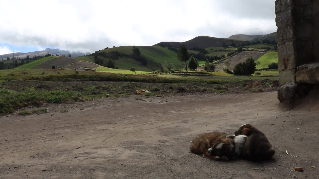 Filmato a mano di cuccioli che si coccolano all'aperto davanti a una casa rustica a Toacaso, Ecuador, mentre soffia un forte vento e le nuvole rivelano brevemente la luce del sole sulla campagna andina.