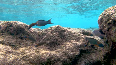 large saddle wrasses and other tropical fish swim over coral reef in hawaii