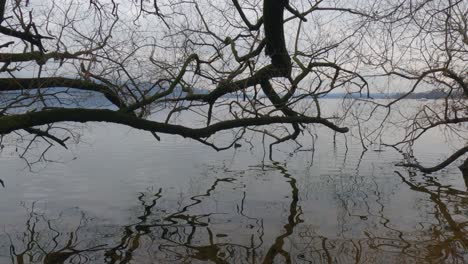 reflections of branches on calm lake waters and bird swimming