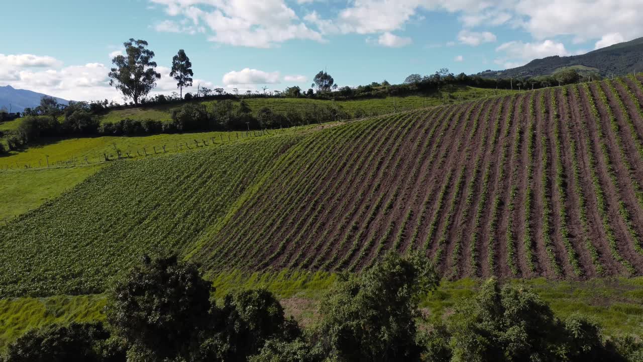 See the peaceful beauty of a green farm under a sunny blue sky, all from a bird's-eye drone view