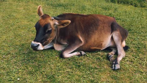 Jersey-Rinderkalb,-Das-Gras-Kaut-Und-Auf-Der-Weide-Liegt,-Während-Es-Fliegen-Verjagt