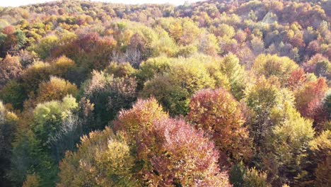 Beautiful-autumn-forest-from-above-at-sunset