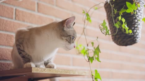 猫躺在货架上