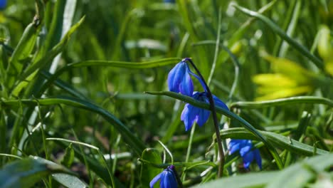 Blaue-Scilla-Blume-Im-Leichten-Wind-Zwischen-Grüner-Graswiese-Im-Frühling-April-In-Borås,-Schweden