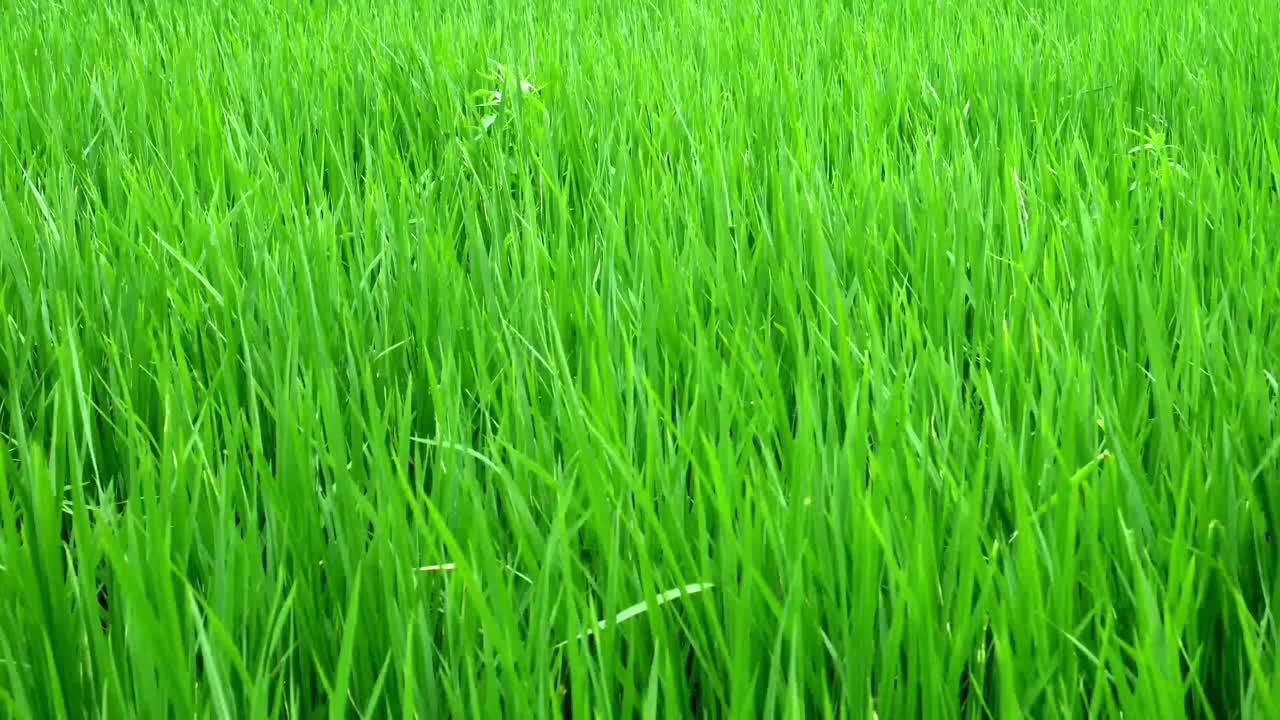 зеленая трава крупным планом