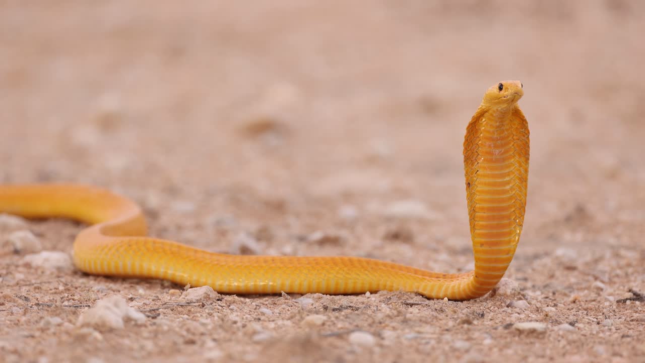 Closeup of an alert Cape cobra. Head up and hood extended, looking. Kgalakgadi Transfrontier Park.