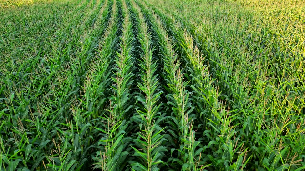 Drone shot flying low over corn stalks on farmers field in Canada