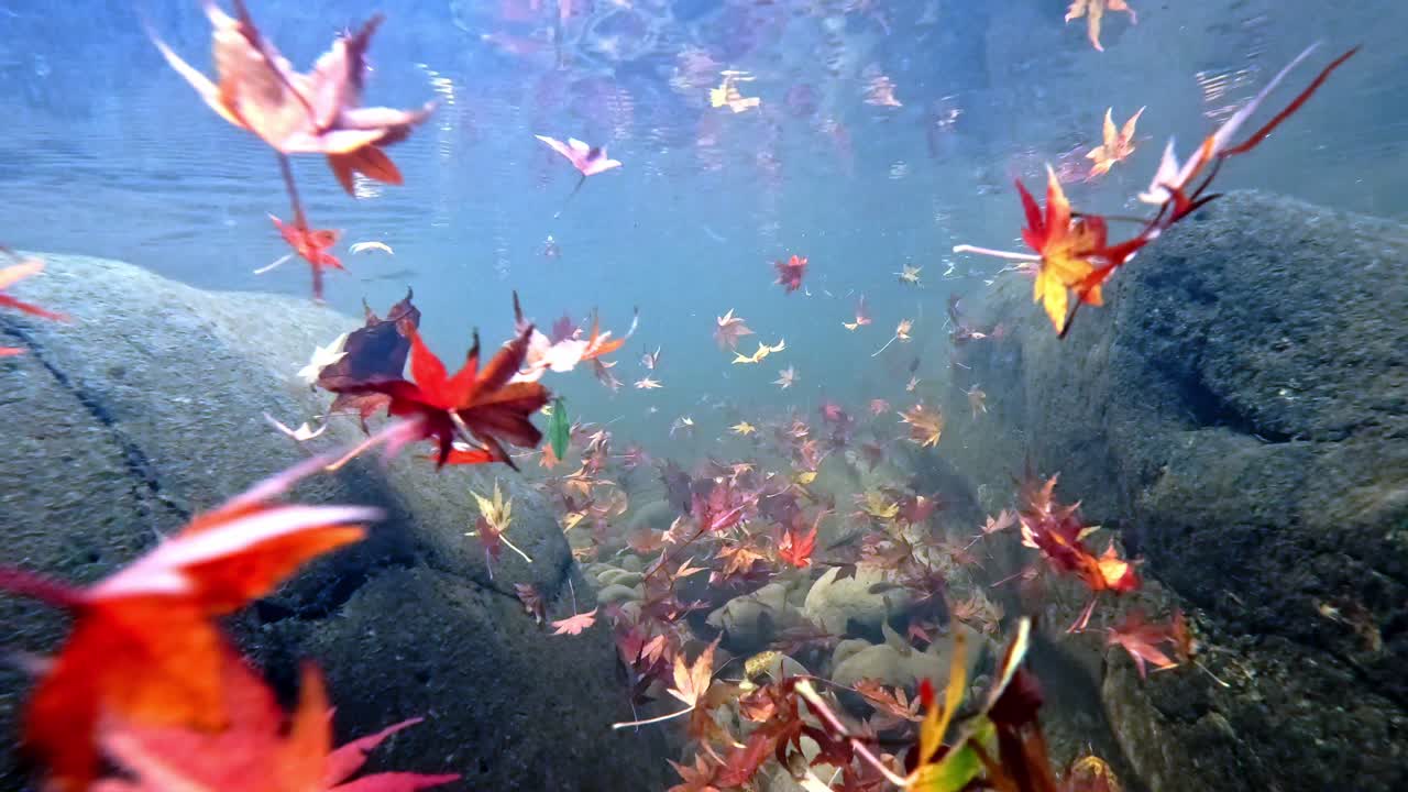 다채로운 단풍잎이 록키 리버의 물 아래로 휩쓸렸습니다.