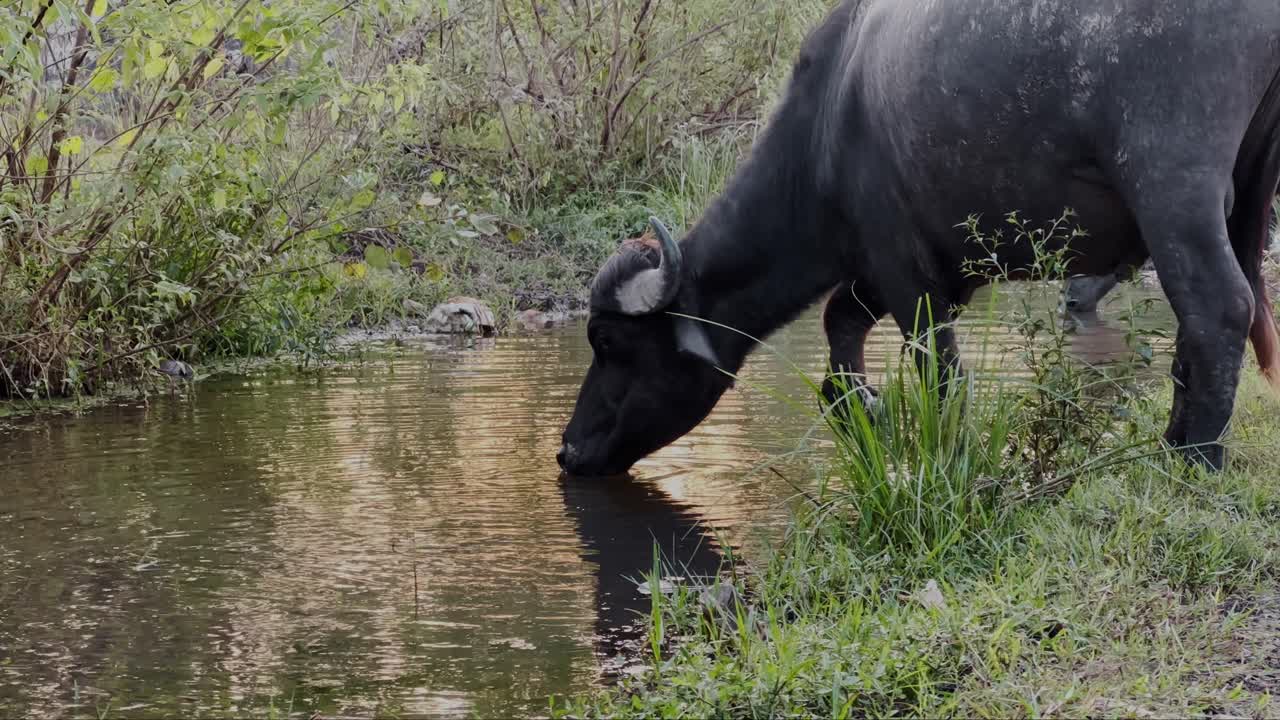 a buffalo drinking water from a tranquil body of water, surrounded by lush greenery, The water is calm and reflects the surrounding vegetation, creating a sense of peacefulness