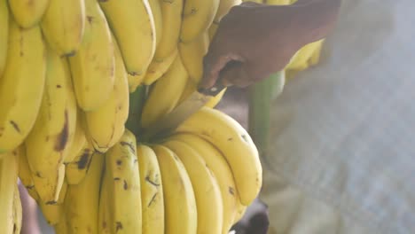 Ein-Nahaufnahmevideo-Von-Bananen,-Die-Auf-Einem-Lokalen-Markt-In-Der-Karibik-Geschnitten-Werden