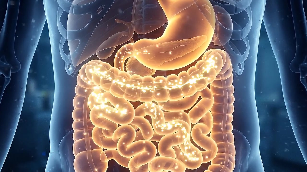 Transparent human torso highlighting stomach and complete intestinal system