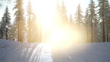 flight above winter forest