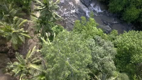 AERIAL-OVERHEAD-SHOT,-Flying-from-Trees-to-river-in-Bali,-Indonesia