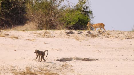 A-baboon-walking-on-a-river-bank-in-Botswana