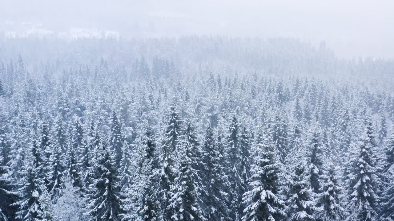 눈 폭풍 속 의 숲 풍경 의 공중 촬영