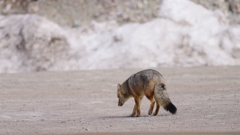 red colored desert fox walking and sitting, handheld shot