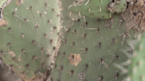 Cerca-De-Cactus-En-El-Jardín