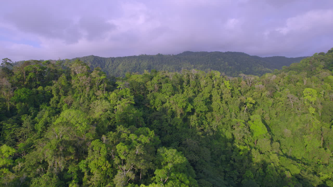 volando sobre el asombroso paisaje verde de la selva virgen, trevallyn, tasmania, australia
