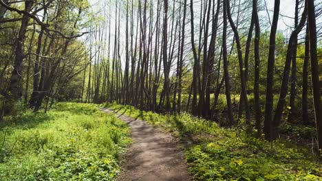 camino del bosque