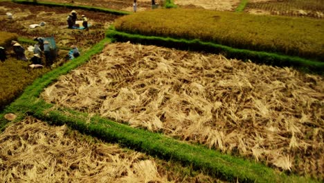 órbita aérea alrededor de los trabajadores en la cosecha de arroz y campos en bali