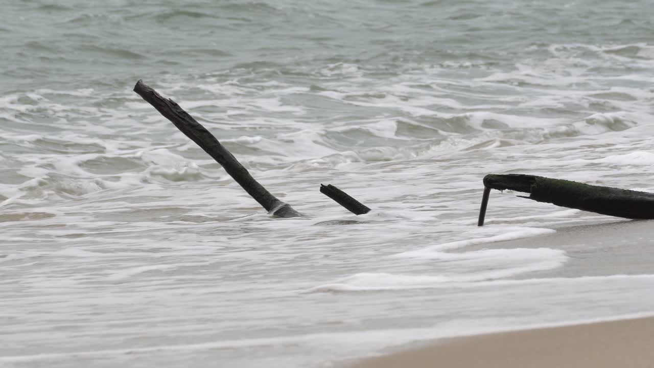 죽은 나무 줄기와 바다의 파도.