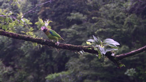 brown-hooded parrot  perched on branch