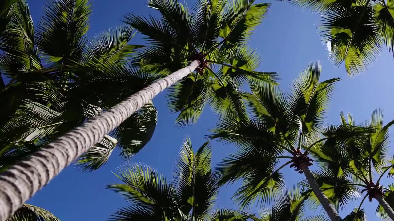 Palme tropicali che ondeggiano dolcemente sotto un cielo azzurro brillante