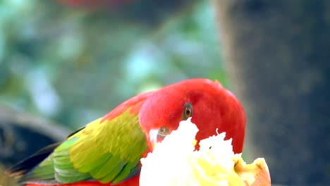 red parrot eating apple on morning. it beautiful colored parrot