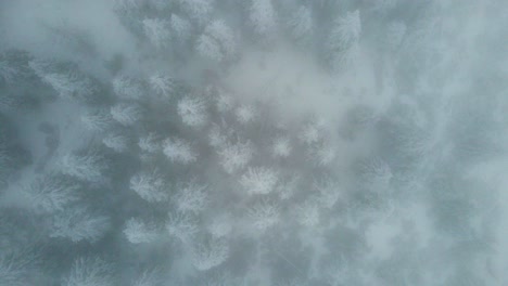 aerial shot in snowfall - top view