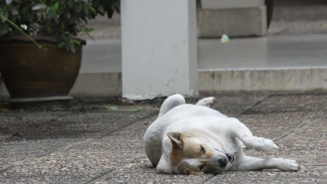 dog rolling on the floor